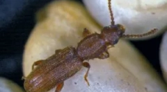 Suriname mukoad és hogyan lehet megszabadulni tőle